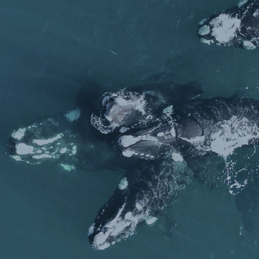 Imágenes de Avistaje de ballenas