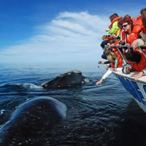 Imágenes de Avistaje de ballenas