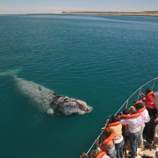 Imágenes de Avistaje de ballenas