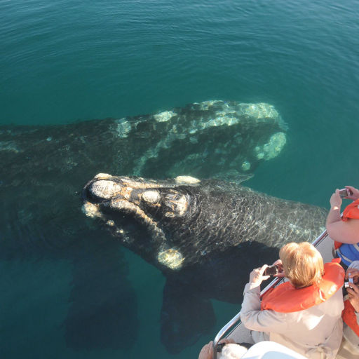 Imágenes de Avistaje de ballenas