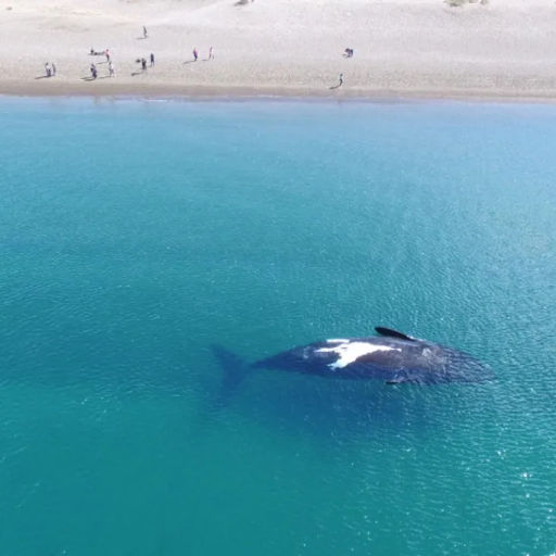 Imágenes de Avistaje costero el doradillo