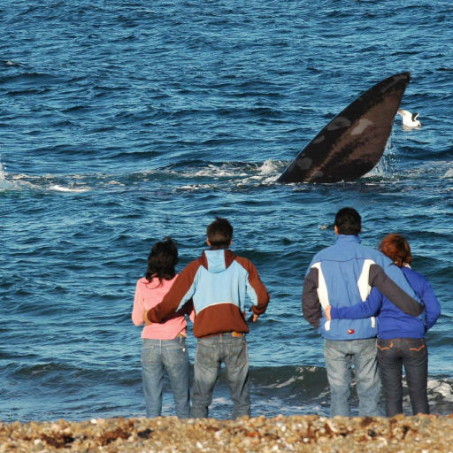 Imágenes de Avistaje costero el doradillo