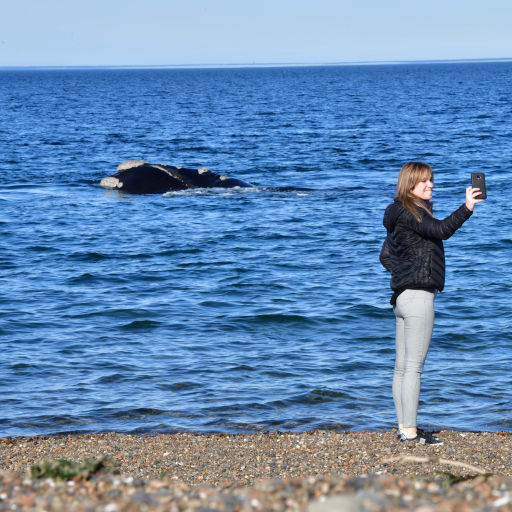 Imágenes de Avistaje costero el doradillo