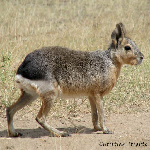 Imágenes de Península Valdés, tour de día completo