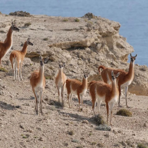 Imágenes de Península Valdés, tour de día completo