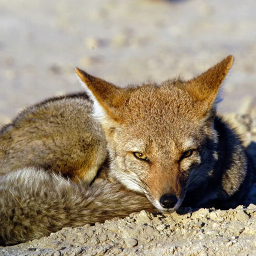 Imágenes de Península Valdés, tour de día completo