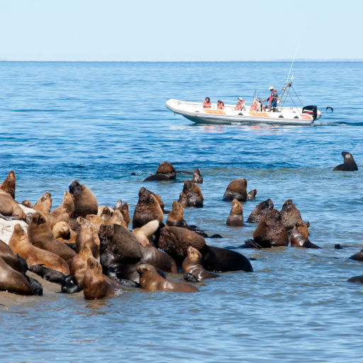 Imágenes de Lobería Punta Loma