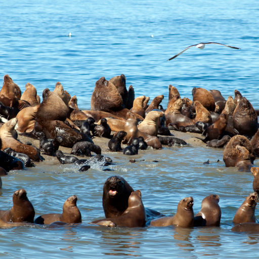 Imágenes de Lobería Punta Loma