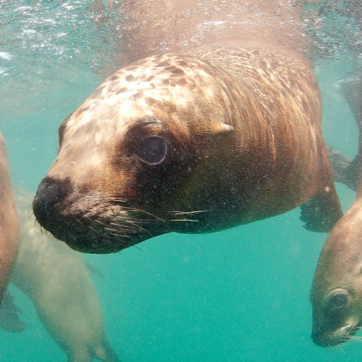 Imágenes de Lobería Punta Loma