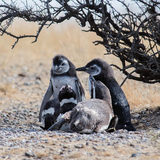 Imágenes de Punta Tombo, tour de día completo