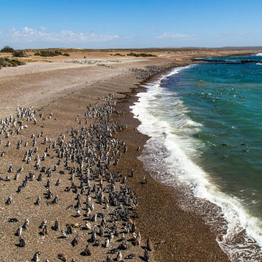 Imágenes de Punta Tombo, tour de día completo
