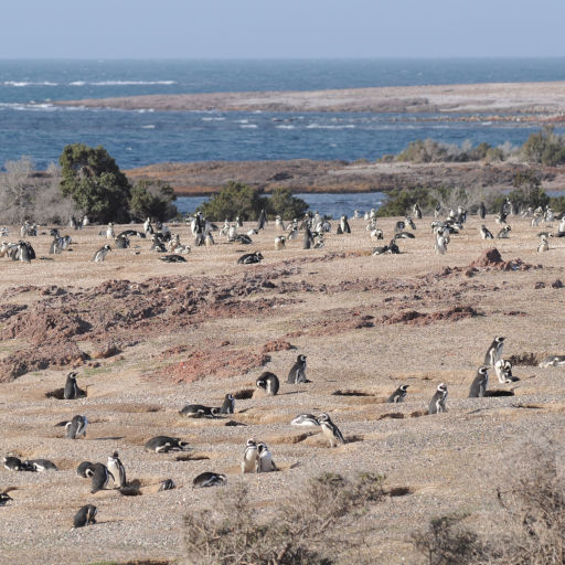 Imágenes de Punta Tombo, tour de día completo