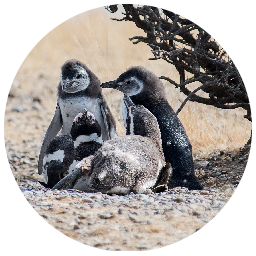 Excursión a punta tombo