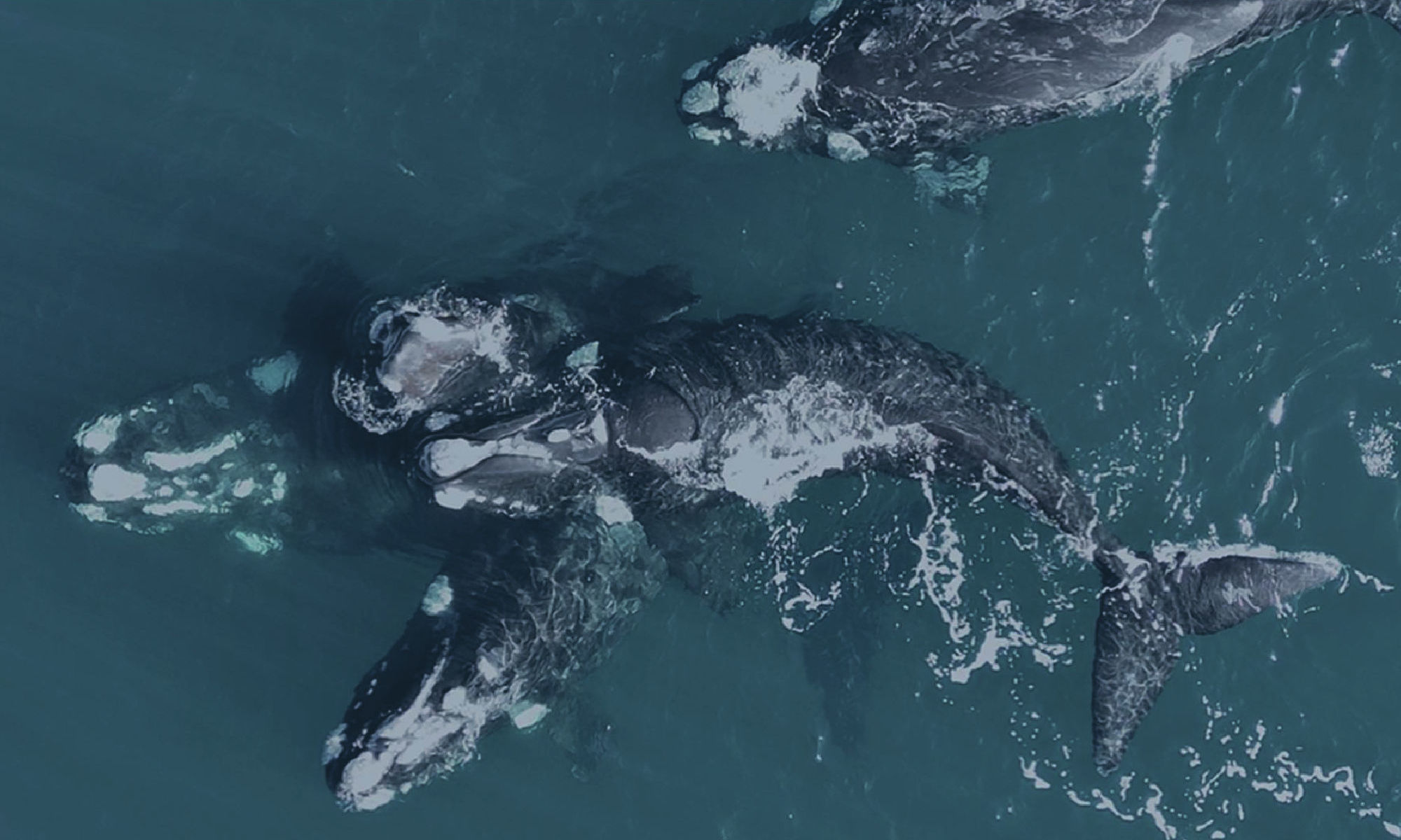 Ballenas desde arriba