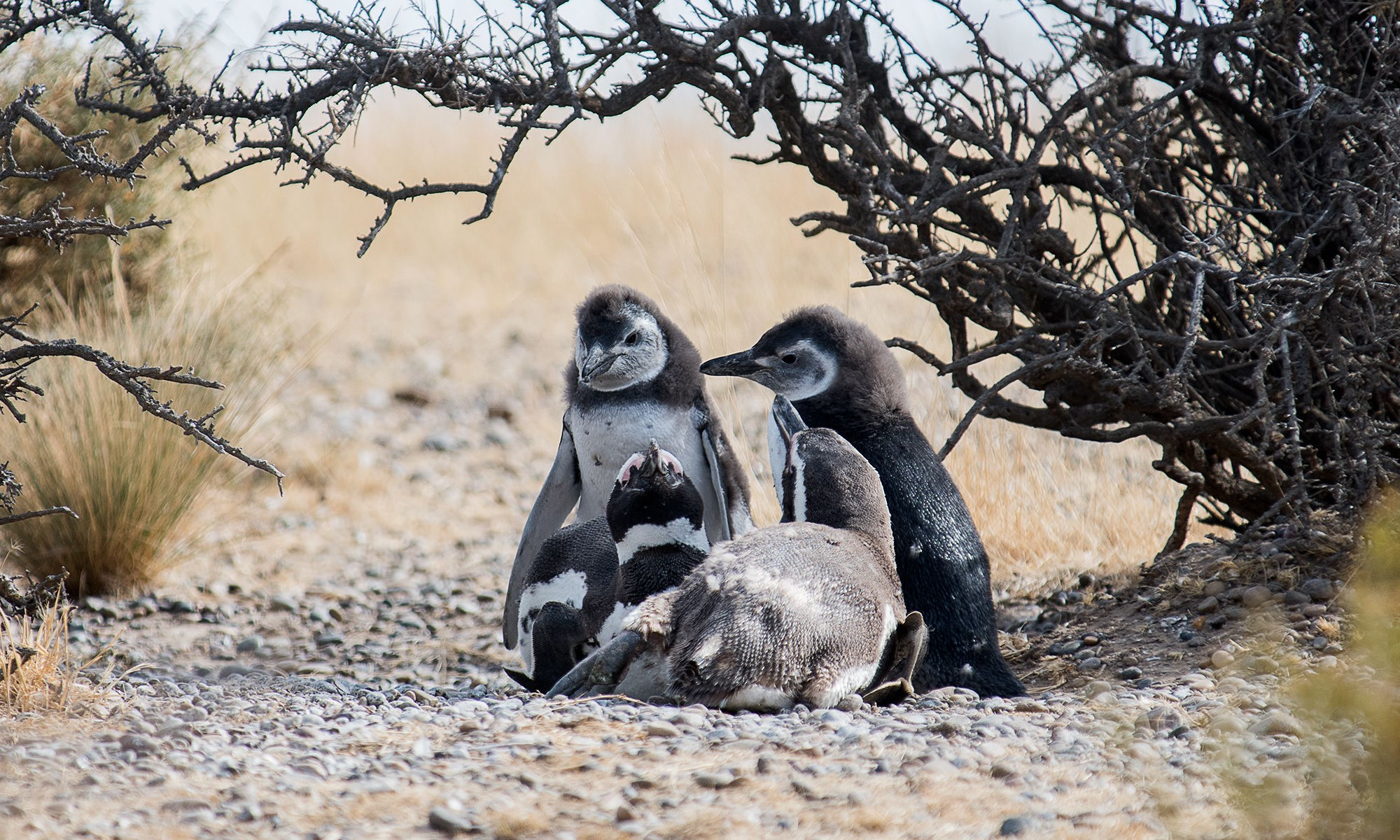 Pingüinos de Magallanes